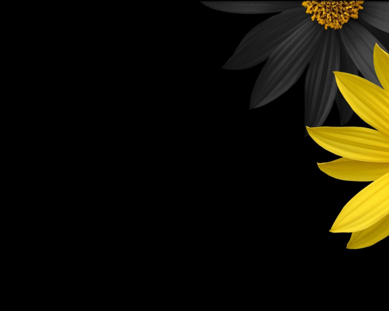 Черный и желтый цветок на черном фоне