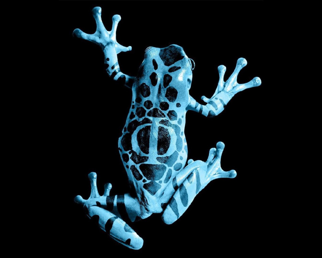 Голубая лягушка на черном фоне