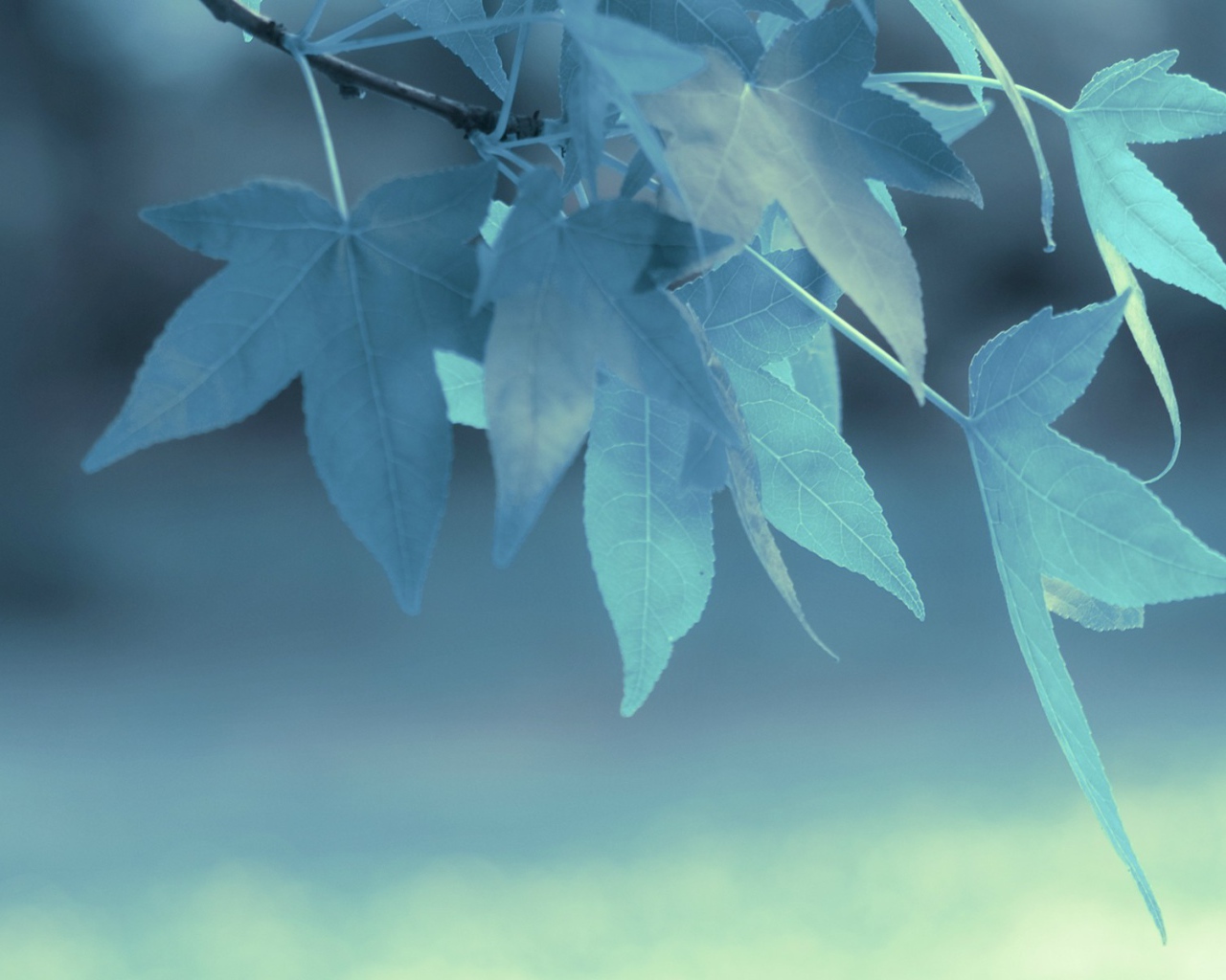 Голубые листья на дереве
