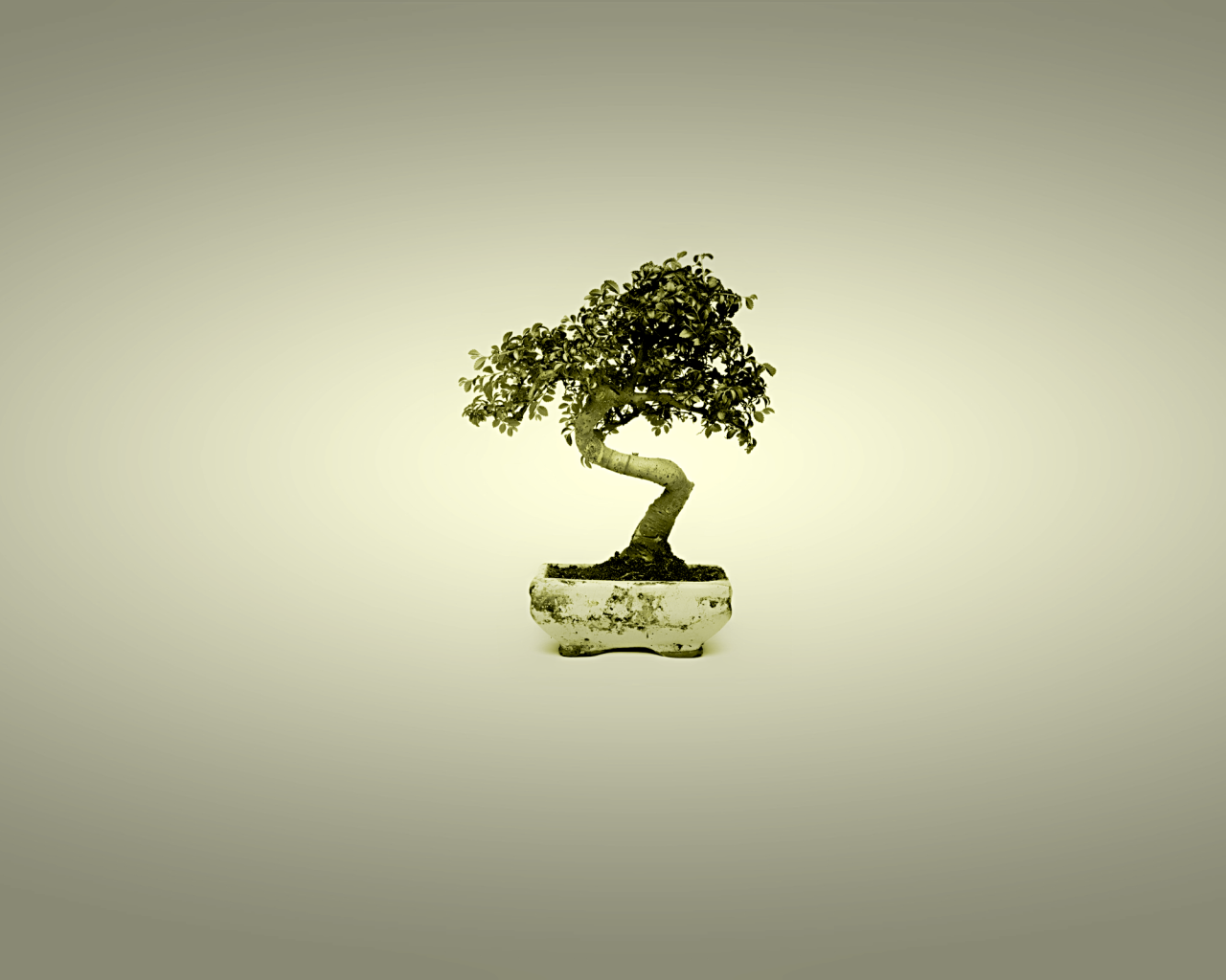 Бонсай в горшке, серый фон