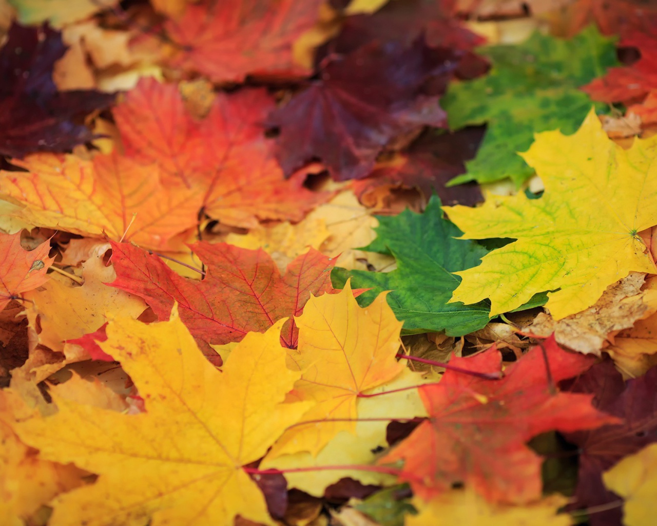 Опавшая листва с деревьев, фон