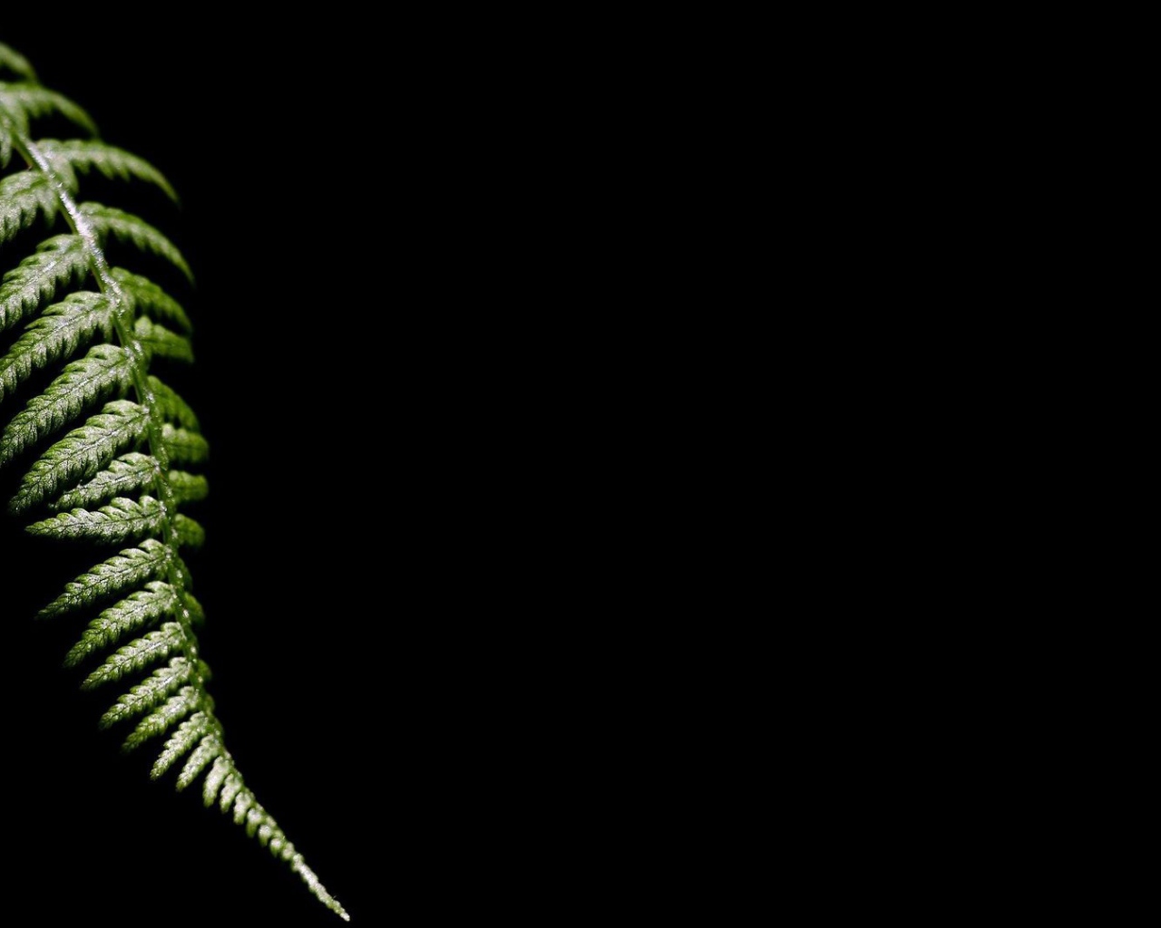 Лист папоротника, черный фон