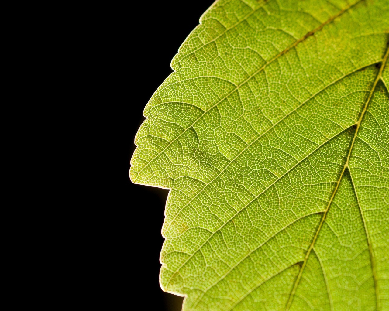 Зеленый лист и черный фон