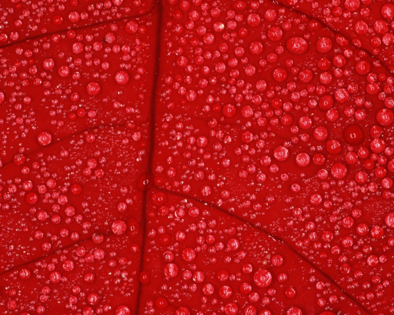 Влага на красном листе, фон