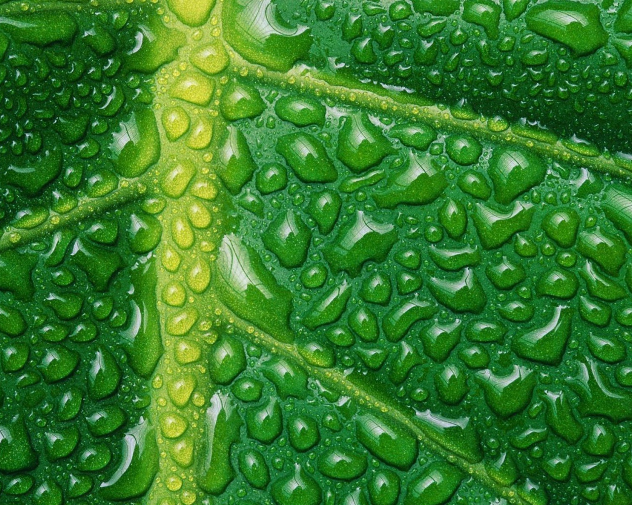 Влага на жилках листа, зеленый фон