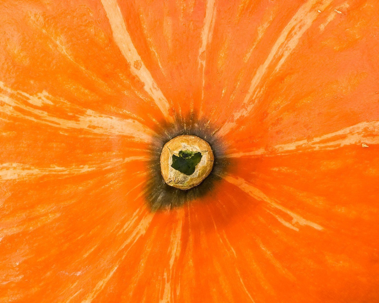 Хвостик тыквы, фон