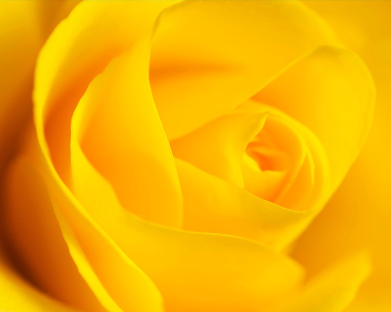 Цветок розы, желтый фон