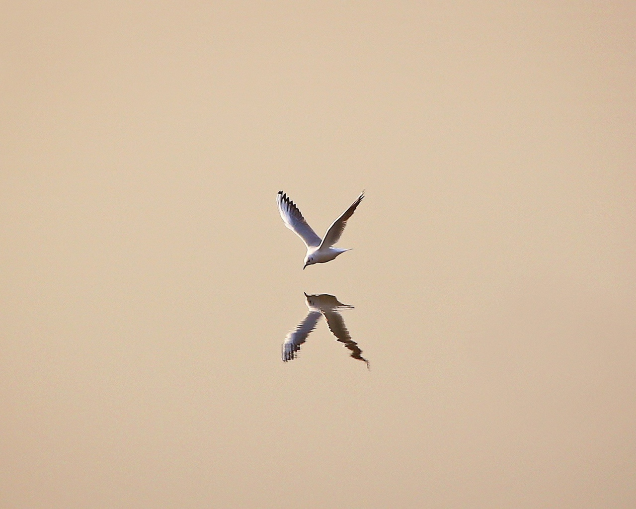 Чайка отражается в воде, светлый фон