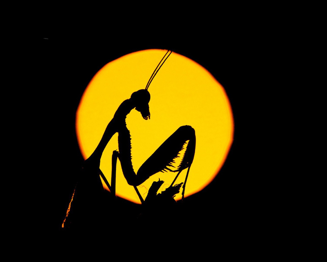 Силуэт насекомого на желтом фоне