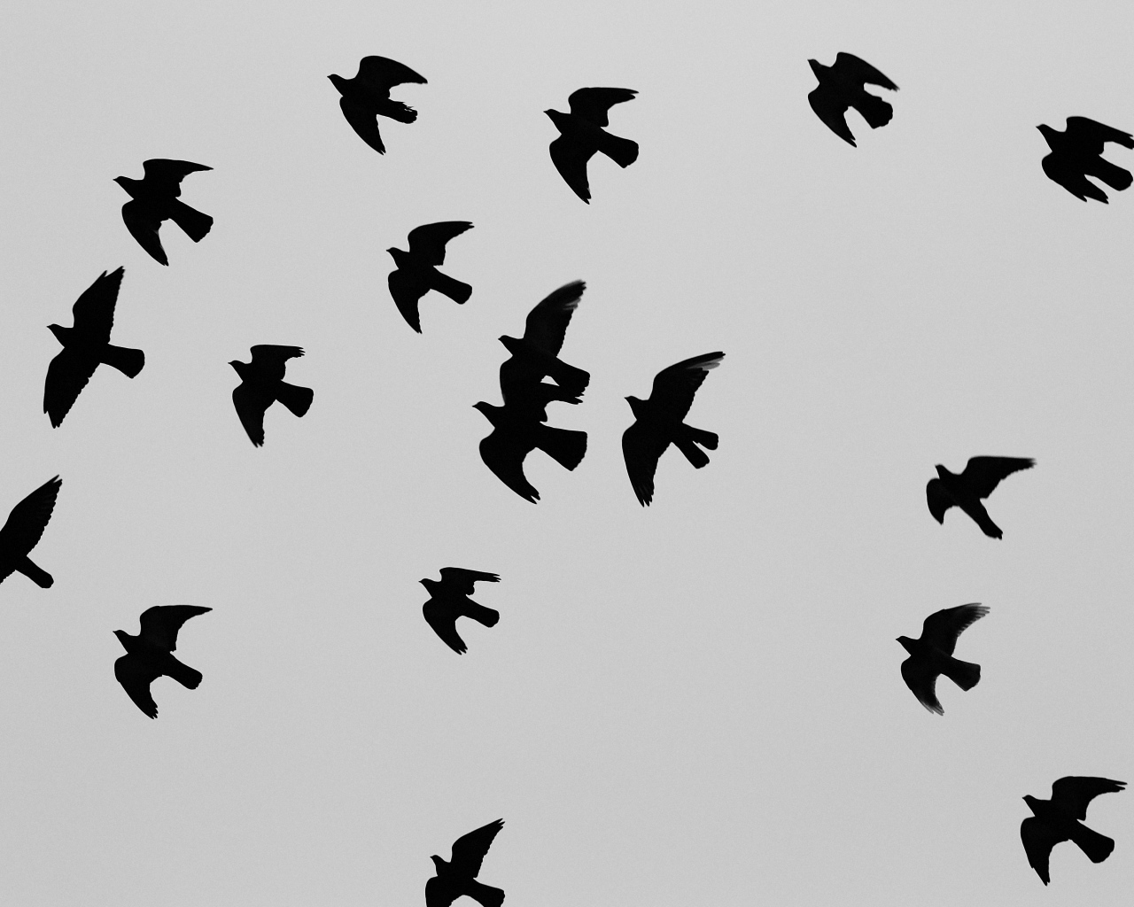 Силуэты черных птиц, серый фон