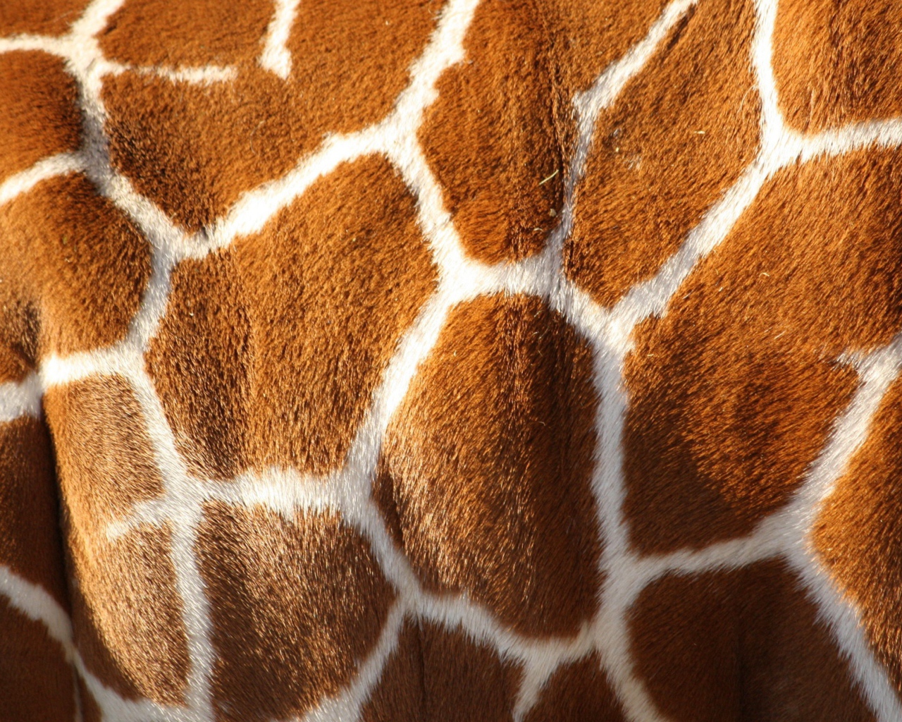 Шкура жирафа, текстура