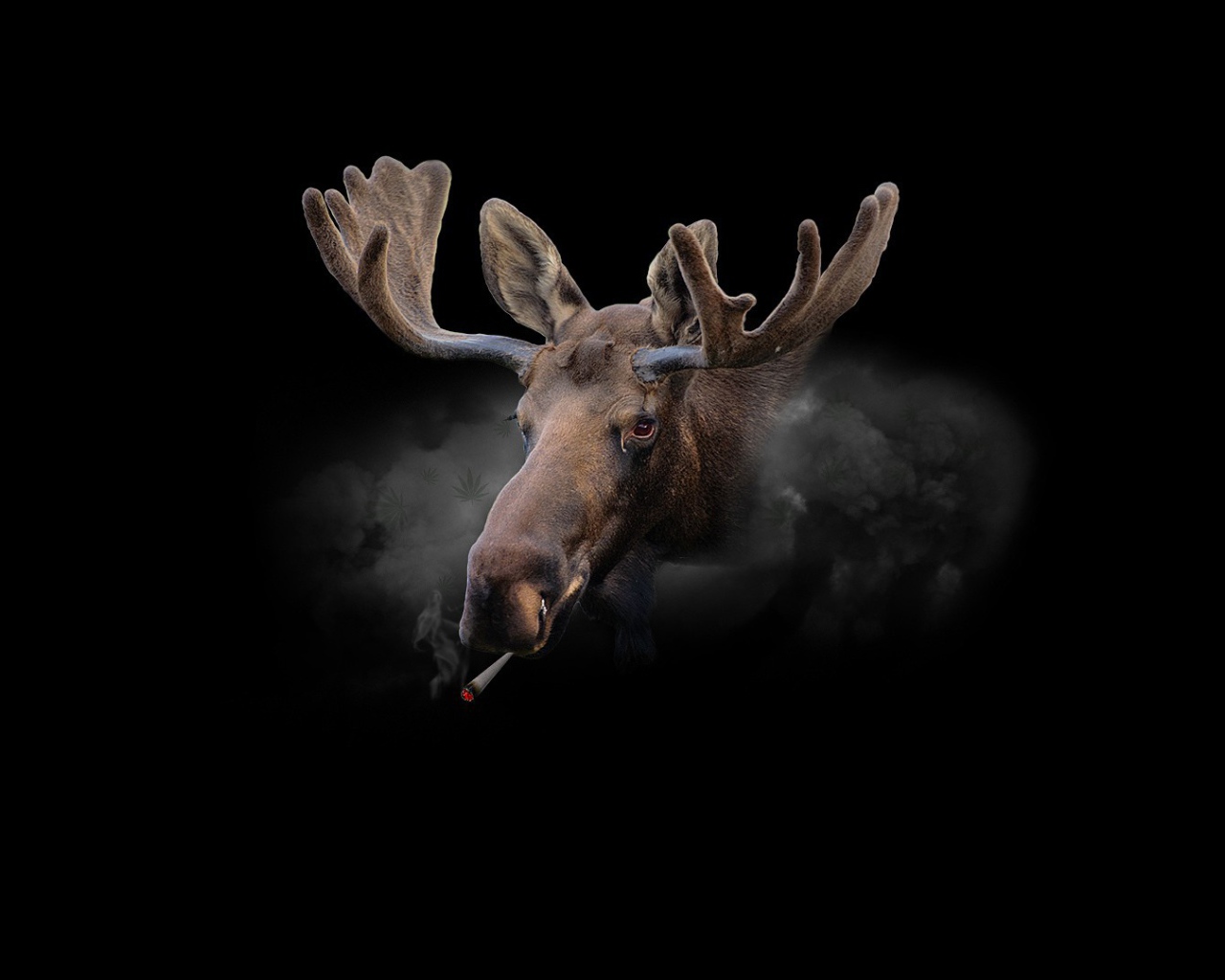 Курящий олень, черный фон