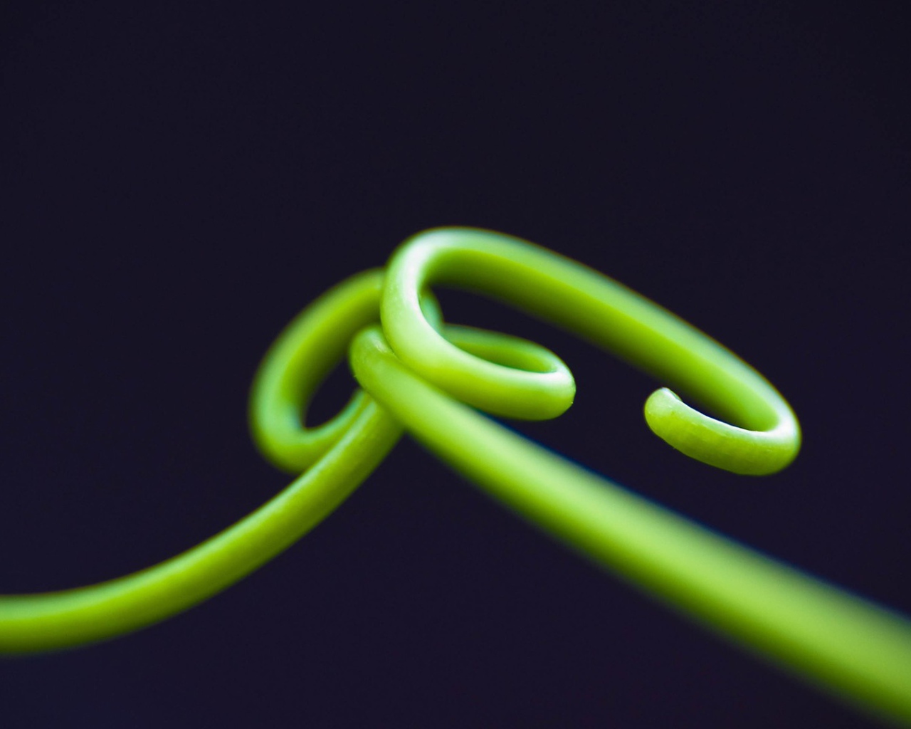 Нежные зеленые ростки на темном фоне