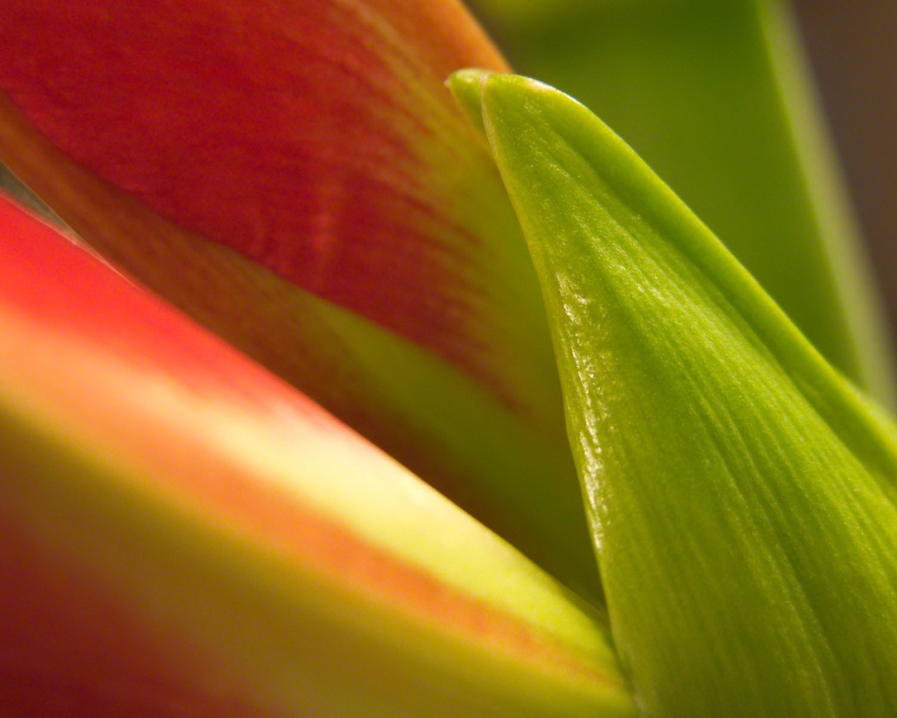 Фон из листьев