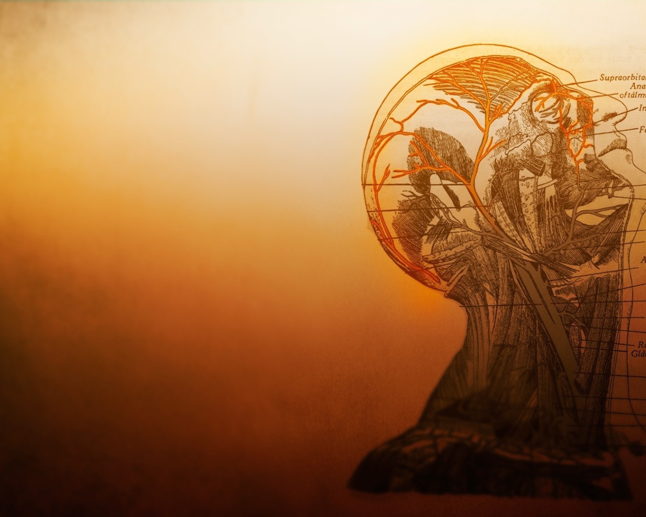 Устройство сосудов головы в человеческом теле