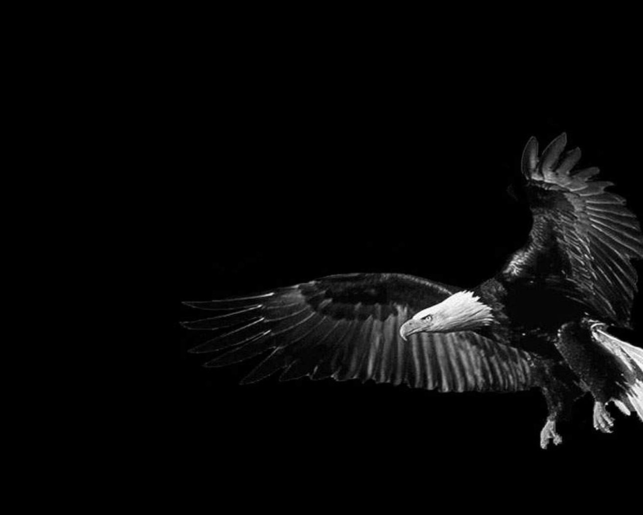 Орел, черный фон
