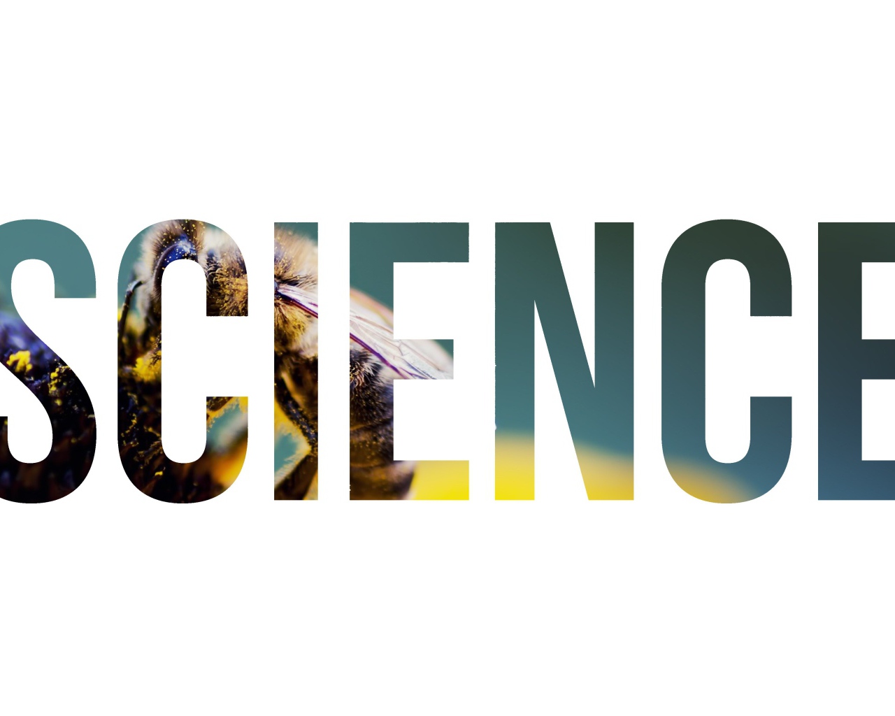Надпись Наука на фоне пчелы