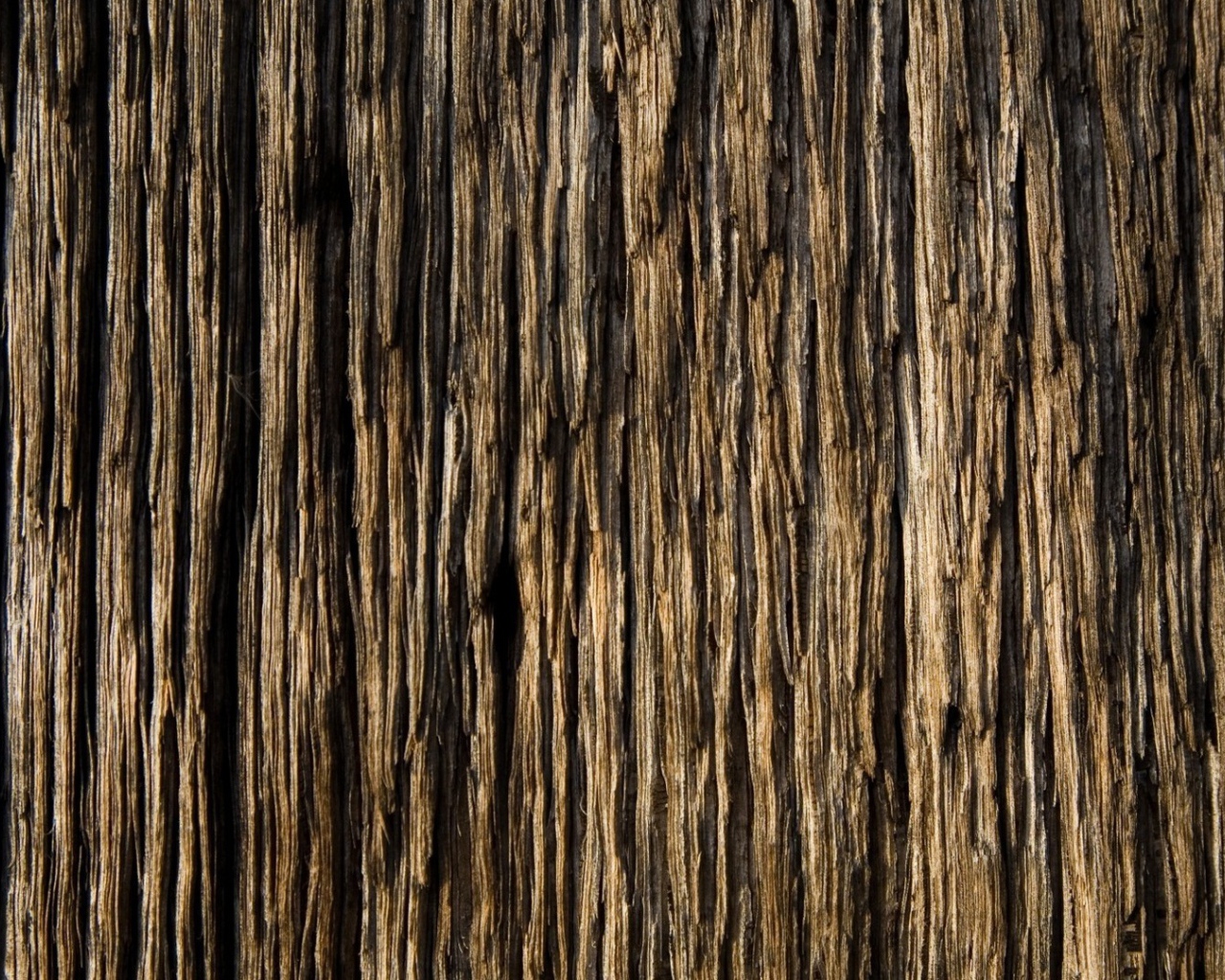 Старое ветхое дерево