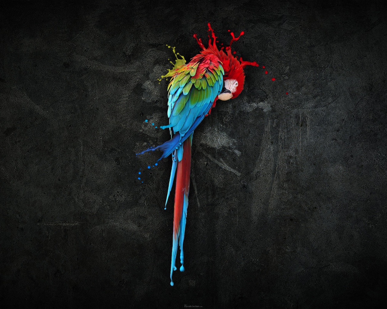 Попугай, черный фон