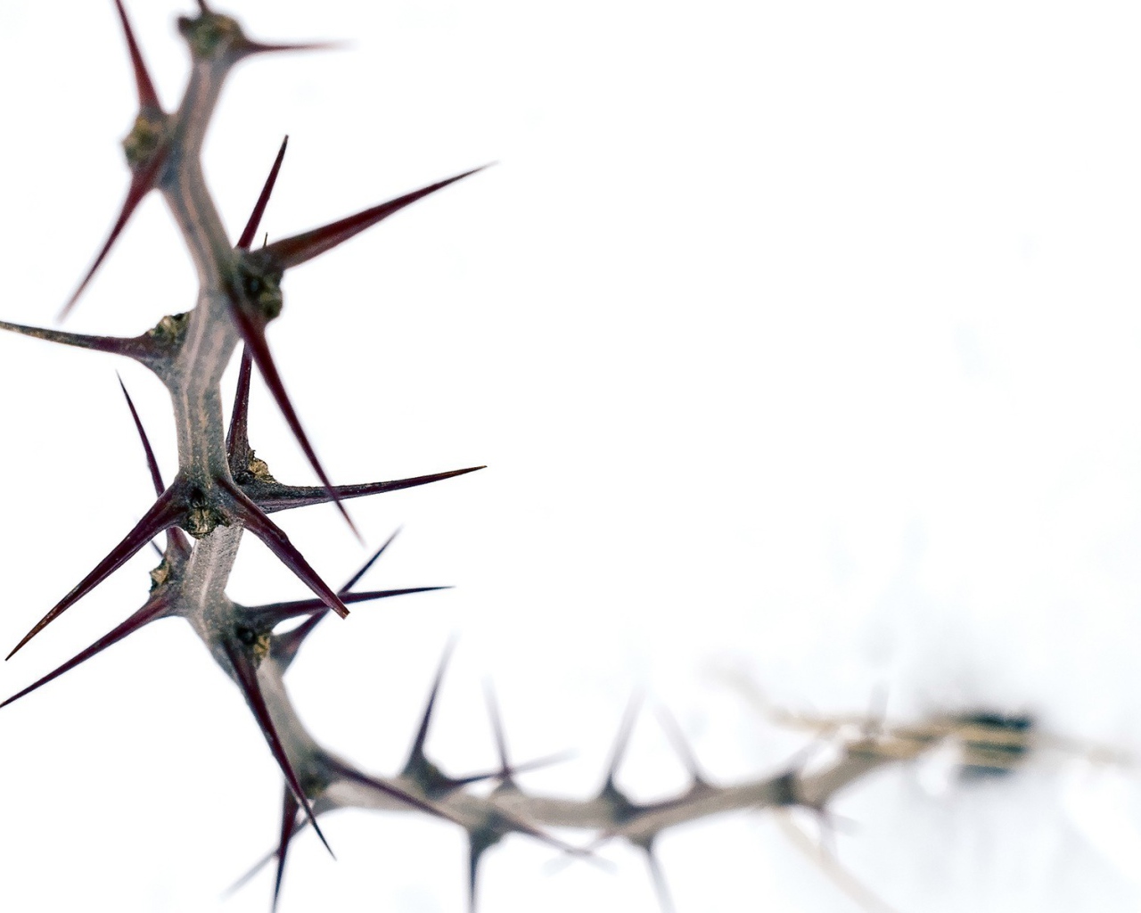 Колючка на белом фоне