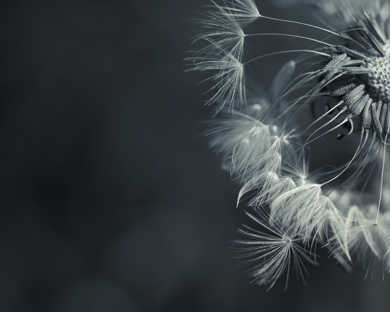 Зонтик засохшего одуванчика, серый фон