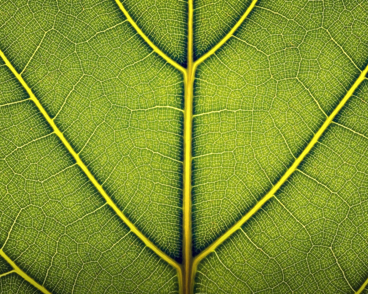 Жилки зеленого листа, фон