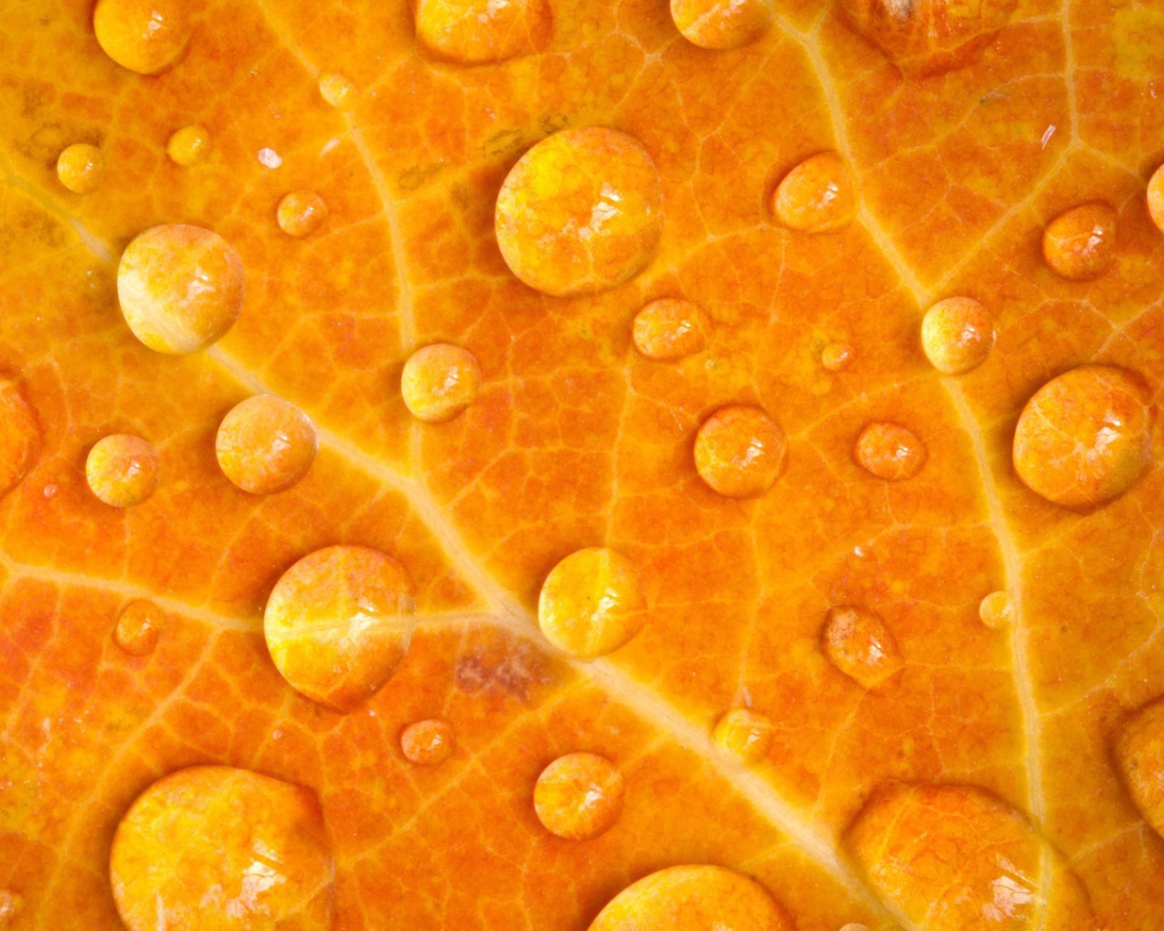 Мокрый желтый лист, фон