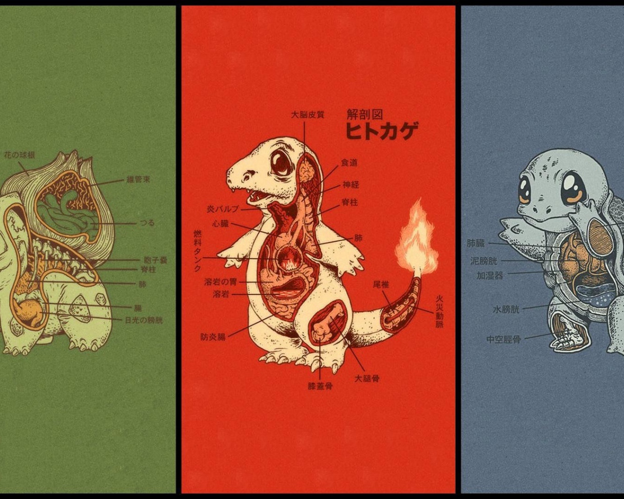 Анатомия разных покемонов