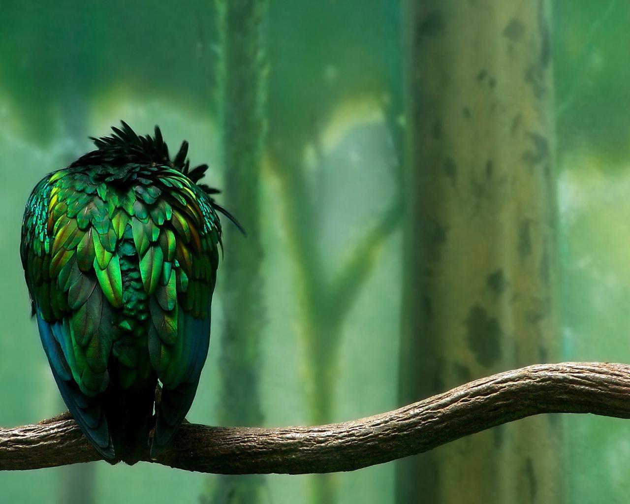 Зеленая птица сидит спиной, мультфильм