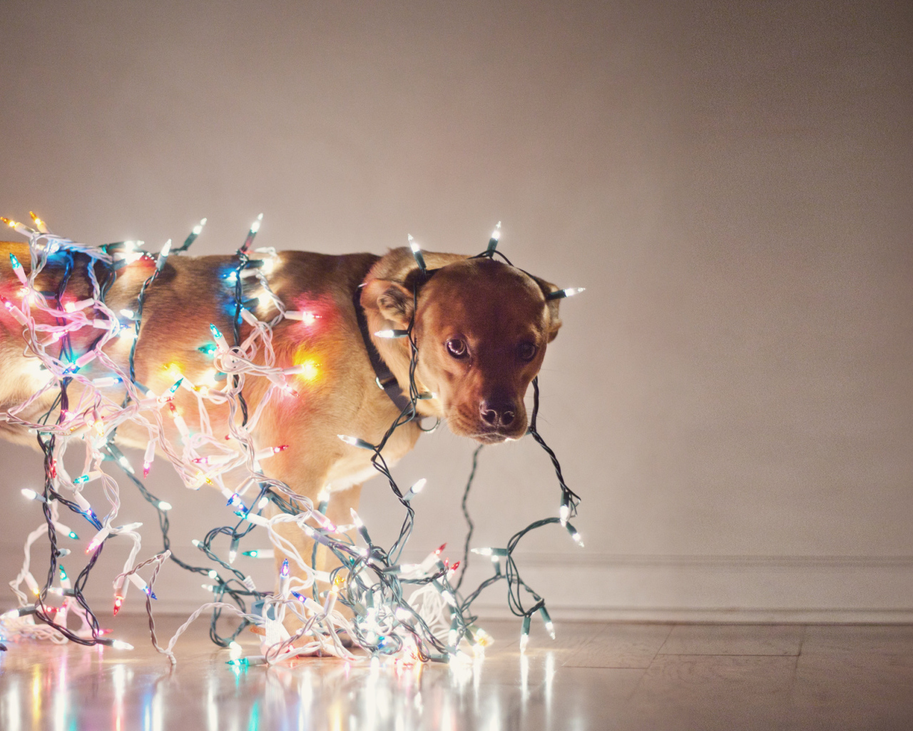 Собака обвешенная гирляндами