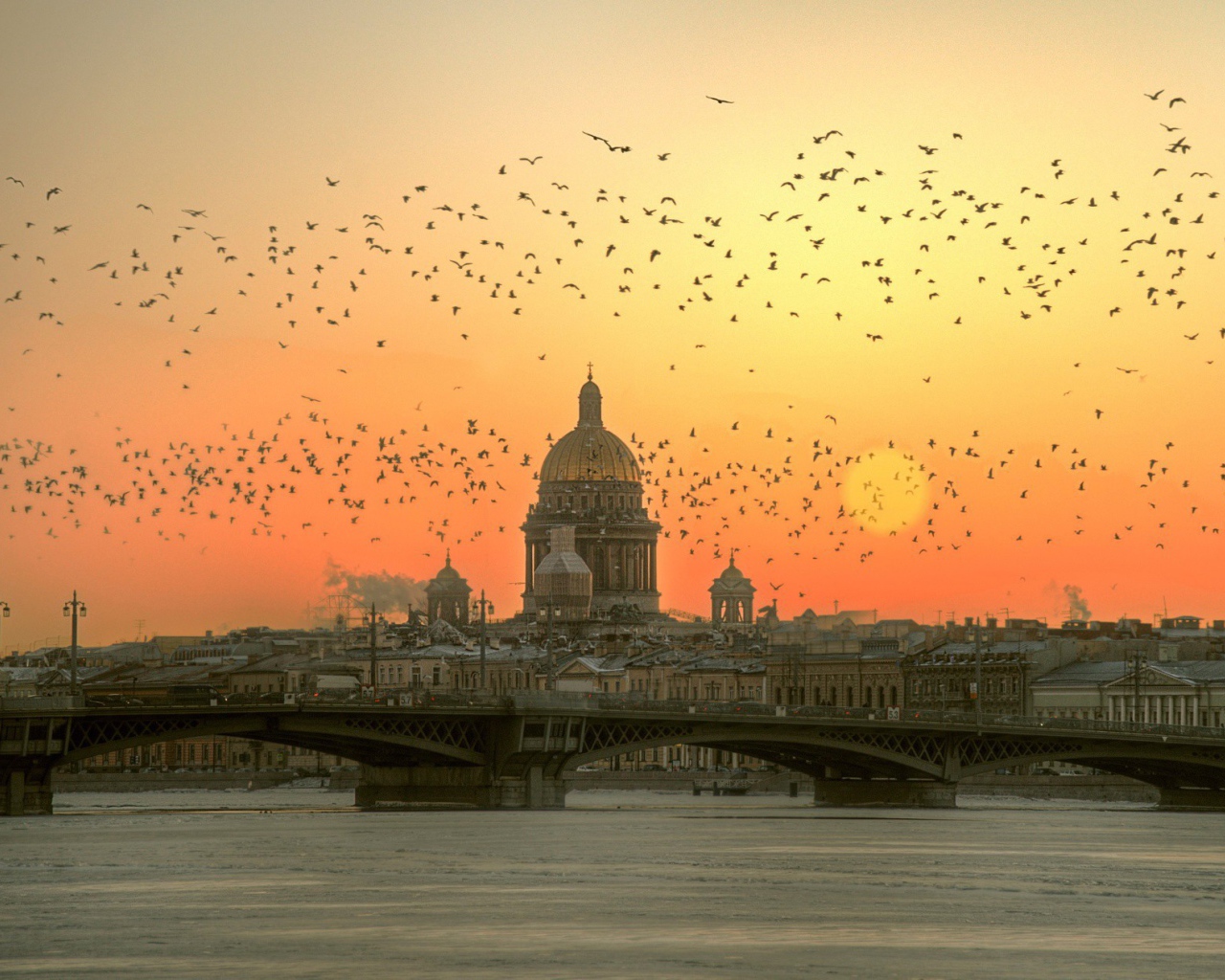 Стая птиц над Невой