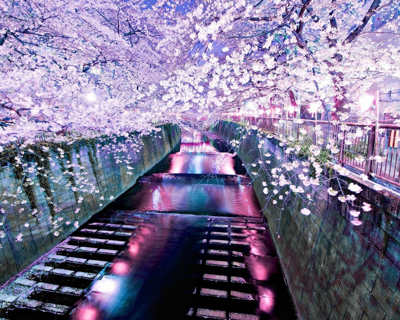 Цветущие деревья над рекой