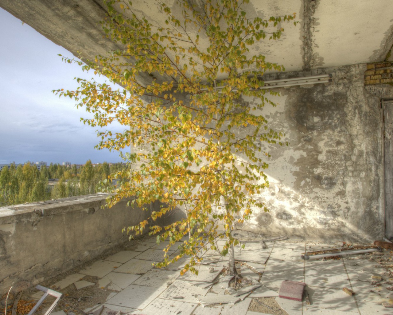 Дерево внутри здания в Припяти