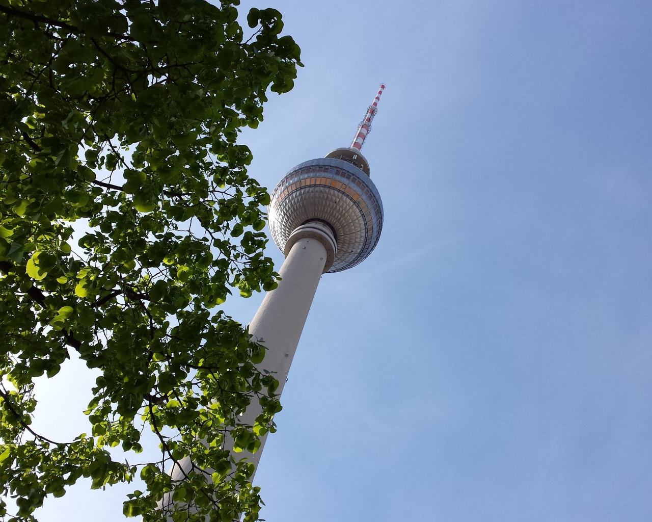 Дерево на фоне телебашни в Берлине