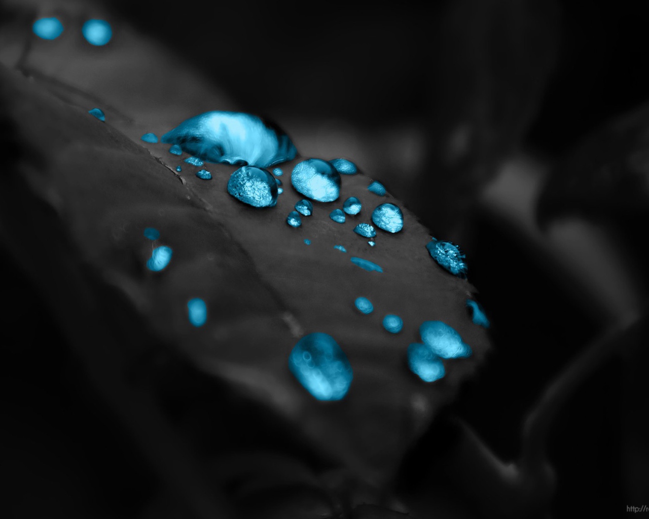 Голубые капли на черном листе