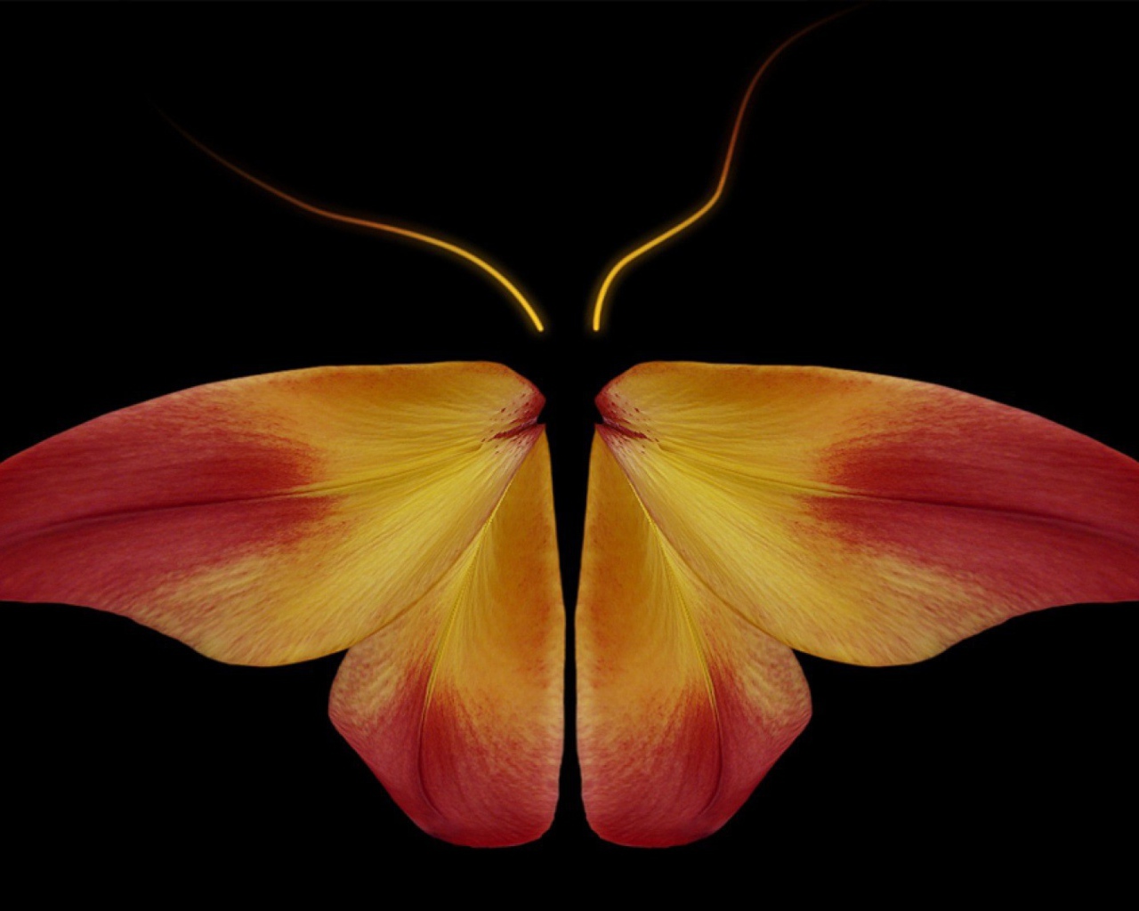 Бабочка из цветочных лепестков