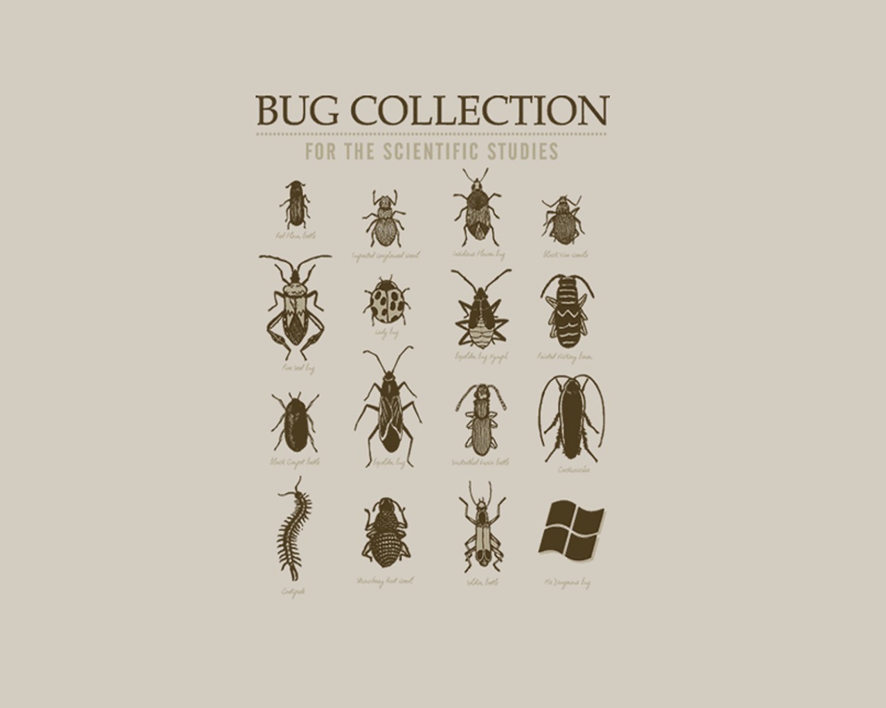 Коллекция неизвестных жуков