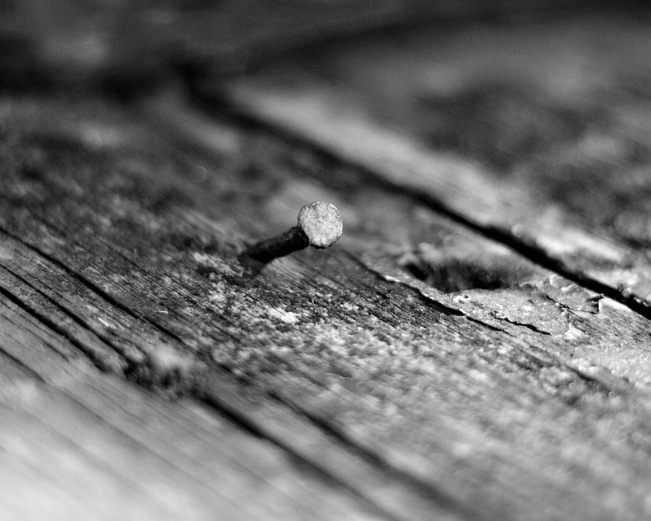 Curve nail in a tree Desktop wallpapers 1280x1024