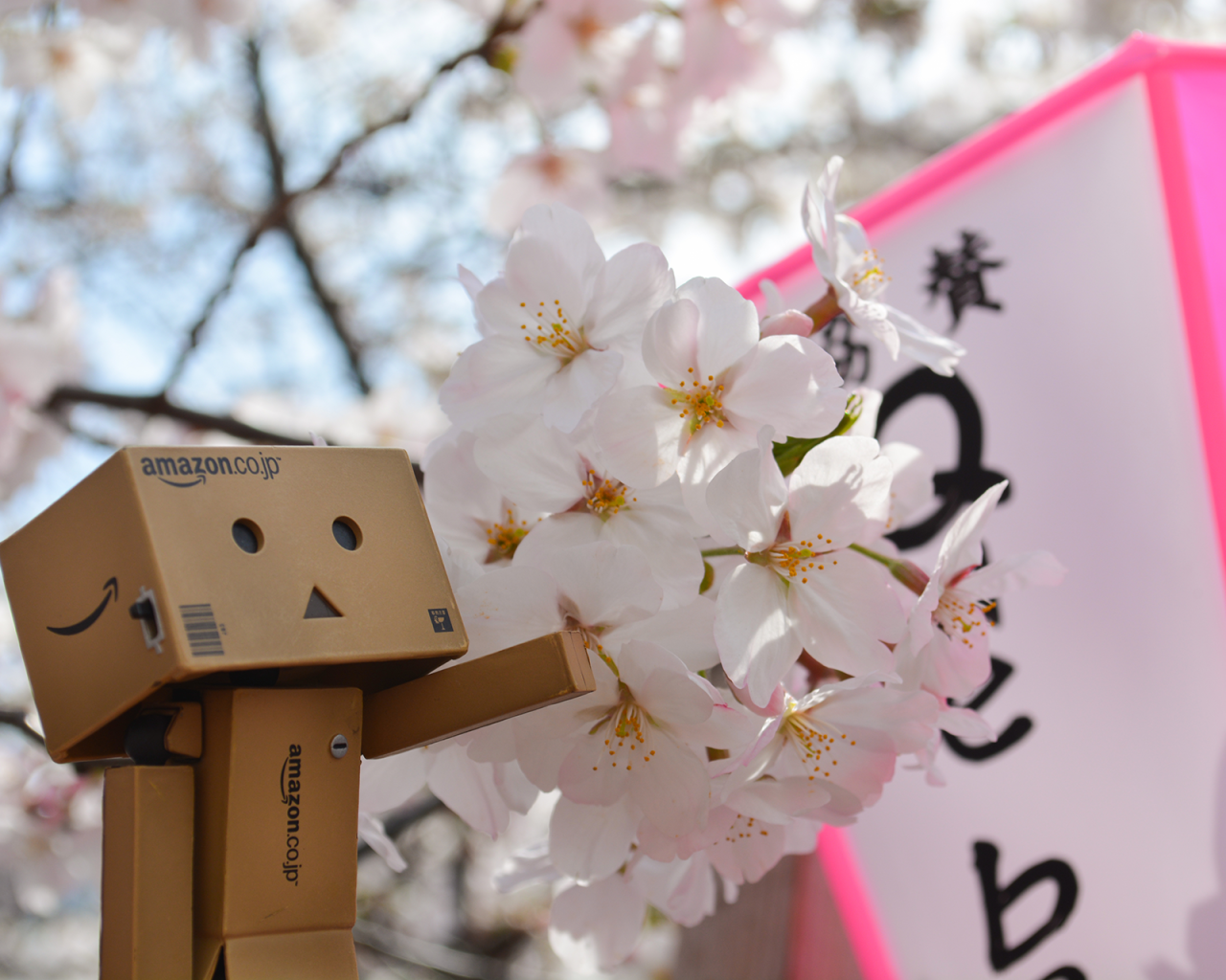 Дандо и цветущая вишня