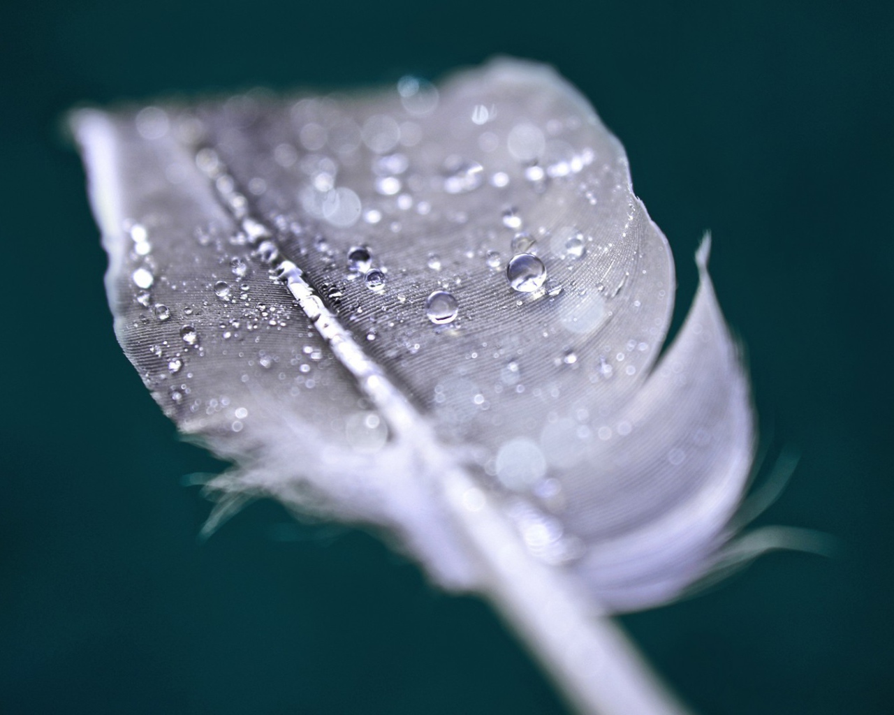 Капли воды на пере