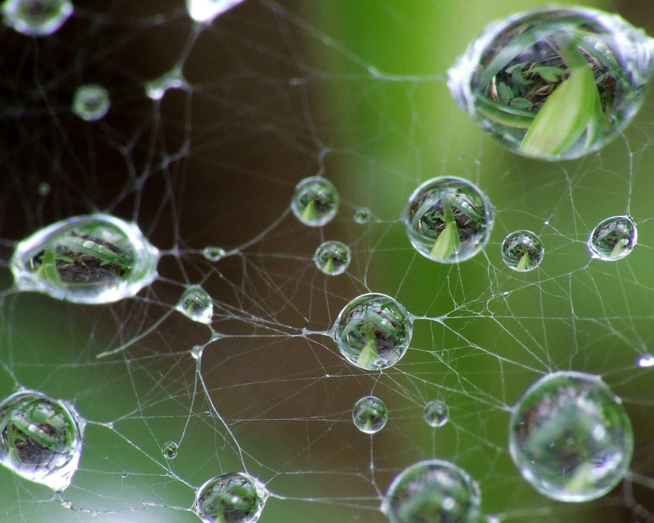 Капли на паутине