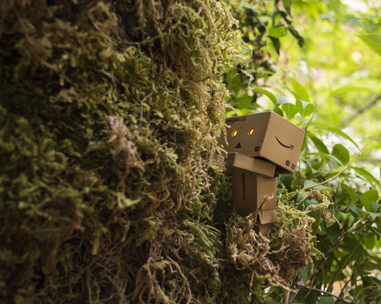 Дандо в японском саду