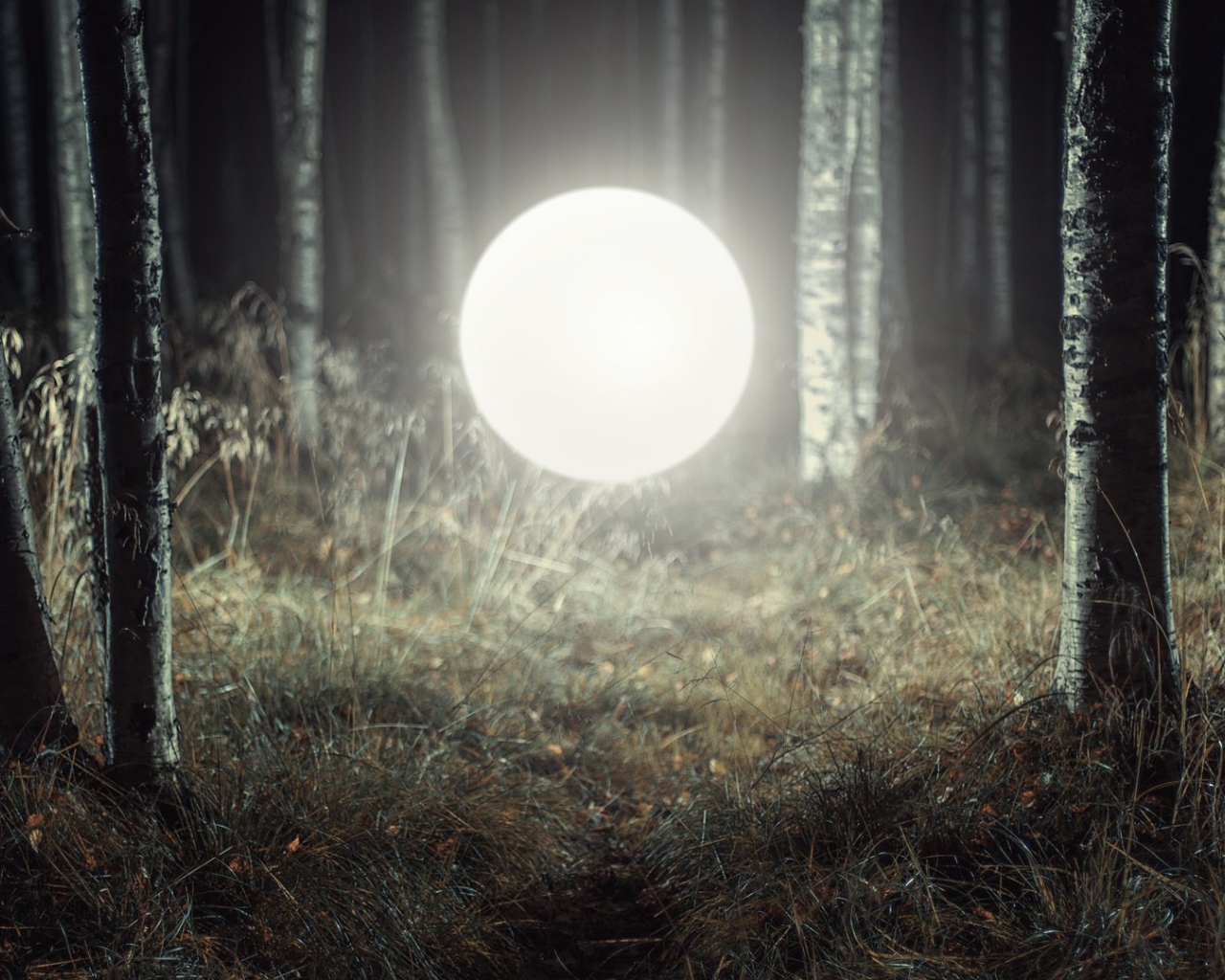 Светящийся шар посреди леса