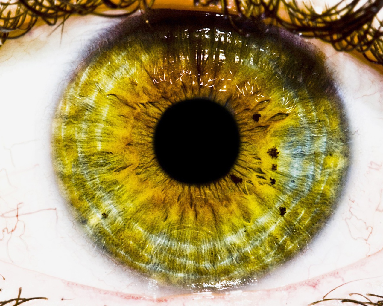 Зеленый глаз, макро фото