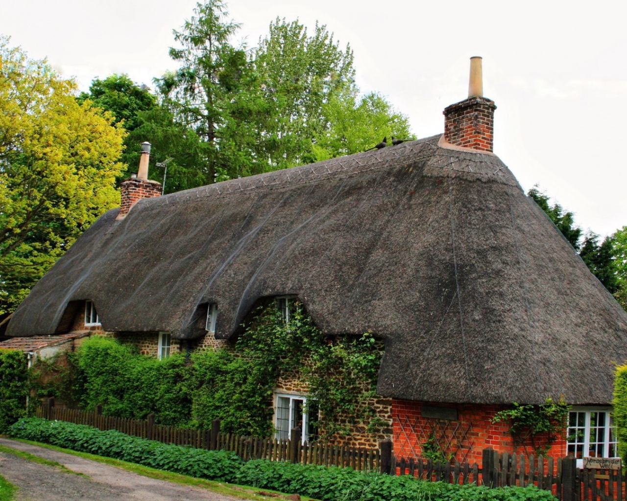 Старый дом, увитый плющом