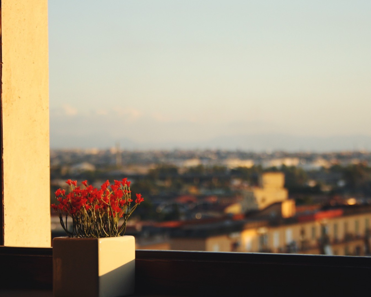 Горшок с красными цветами на подоконнике