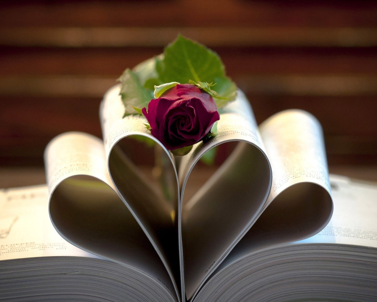 Роза на свернутых листах книги