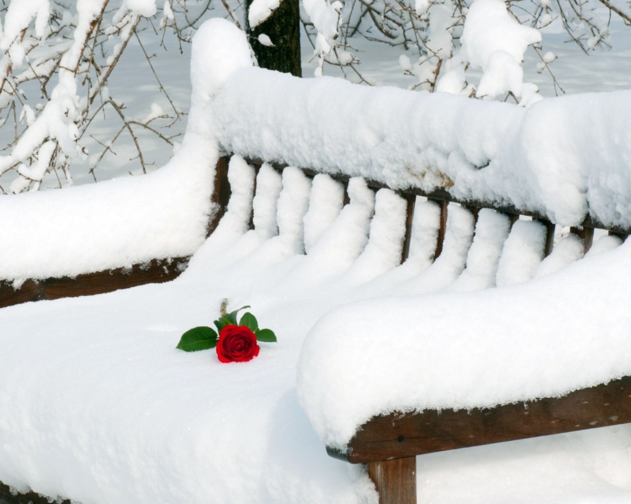 Роза на заснеженной скамье