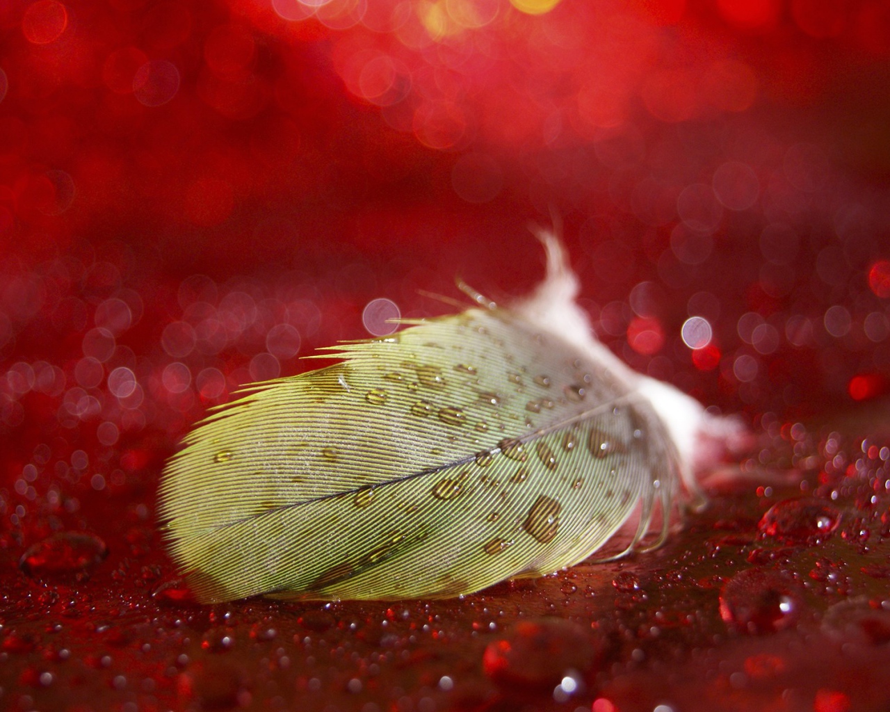 Мокрое перо на красной поверхности