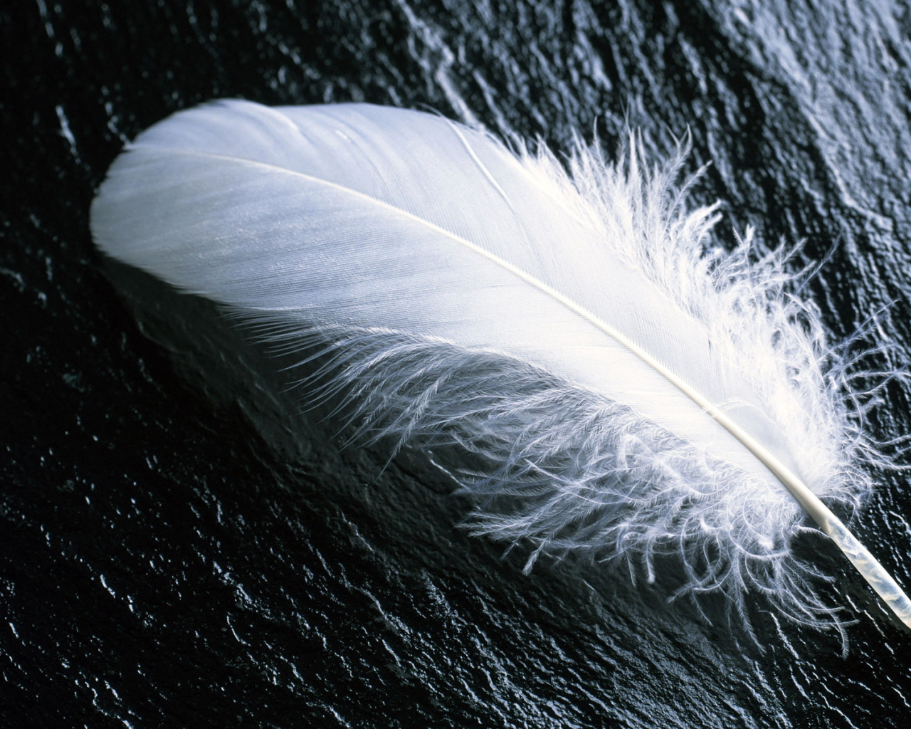 Белое перо на черном камне